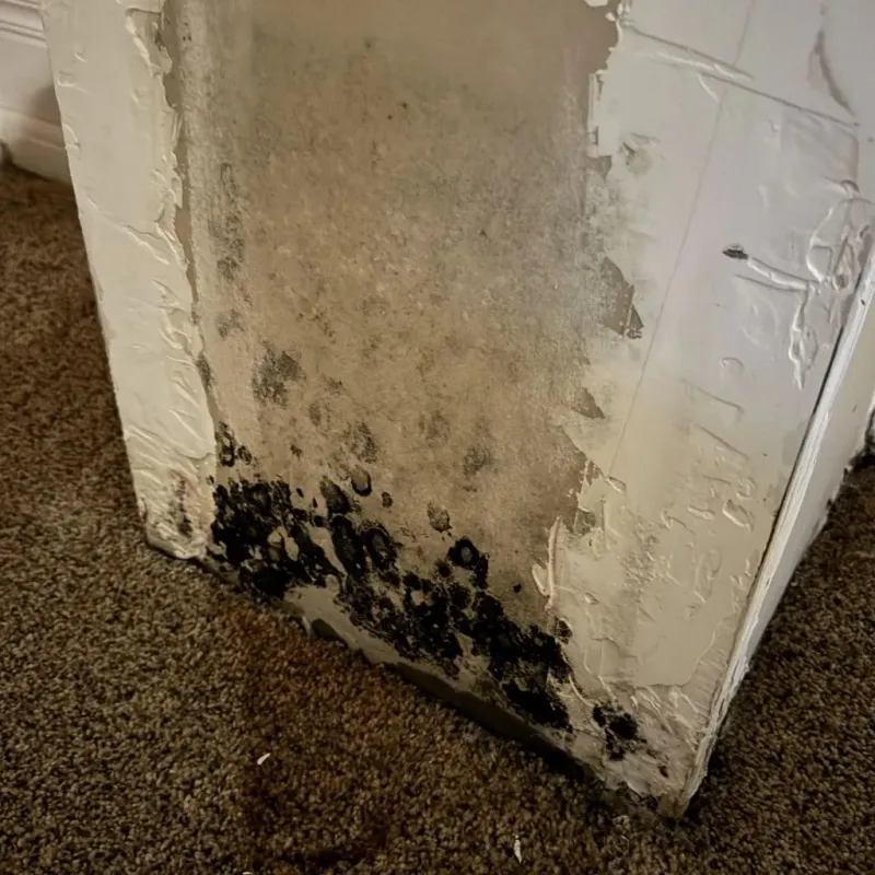 Professional Mold Removal in Saucier, MS